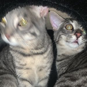 Meet your Posher, Stone